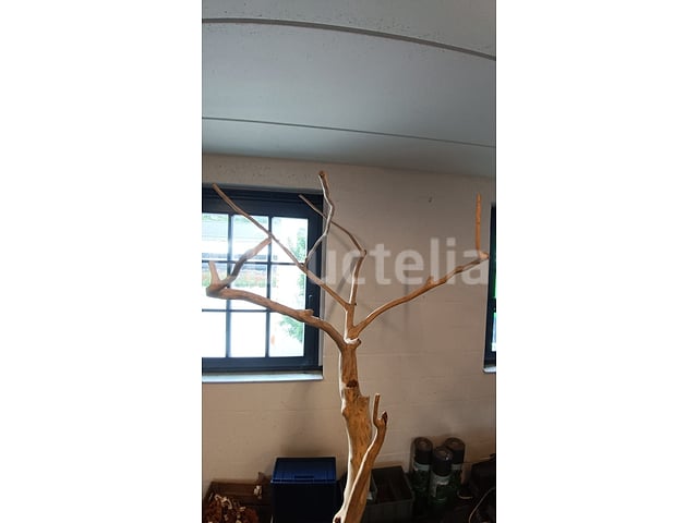 Natuurlijke boomdecoratie – foto 2 – kavel bij Auctelia, Lasne