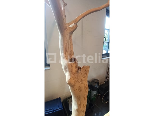 Natuurlijke boomdecoratie – foto 4 – kavel bij Auctelia, Lasne