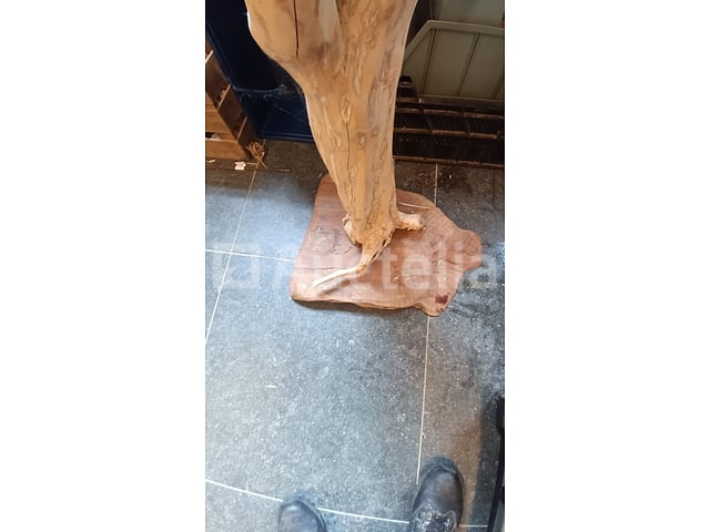 Natuurlijke boomdecoratie – foto 3 – kavel bij Auctelia, Lasne